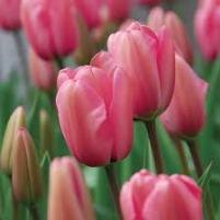 Tulip