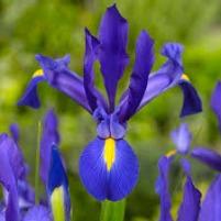 Dutch Iris Assorted