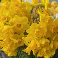 Daffodil Assorted
