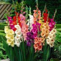 Gladioli