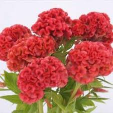 Celosia