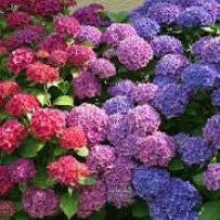 Hydrangea