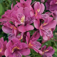 Alstromeria Assorted