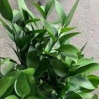 Foliage Assorted
