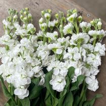 Matthiola (stock) Assorted