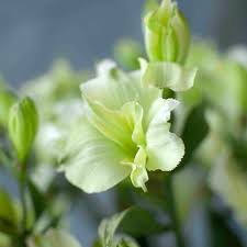 Charmelia Alstromeria  Green (Long Lasting)