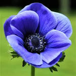 Anemone Blue