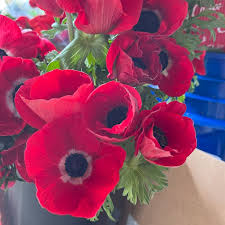 Anemone Red