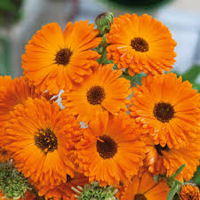 Calendula Orange