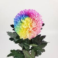 Chrysanthemum Standard Rainbow