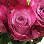 Roses Deep Purple (3 stems)