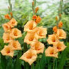 Gladioli Apricot