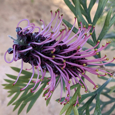 Grevillea Purple