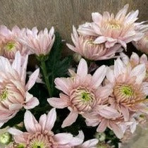 Chrysanthemum Dusky Pink Spray
