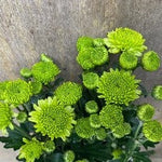 Chrysanthemum Green Spray