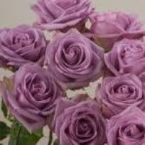 Roses Cool Water
