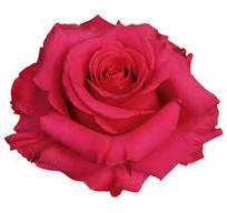 Roses Hot Enigma (3 stems)