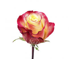 Roses Hot Merengue (5 stems)