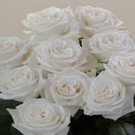 Roses Player Blanca