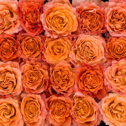 Roses Alive (3 stems)