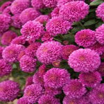 Chrysanthemum Mini Button Dark Pink