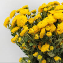 Chrysanthemum Mini Button Gold