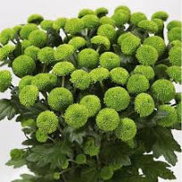Chrysanthemum Mini Button Green