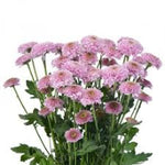 Chrysanthemum Mini Button Light Pink
