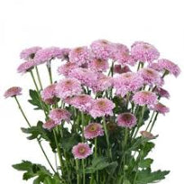 Chrysanthemum Mini Button Light Pink