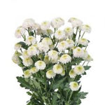 Chrysanthemum Mini Button White