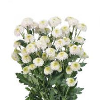 Chrysanthemum Mini Button White