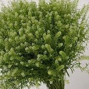 Lepidium Green Dragon