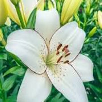 Lily EyeLiner (Asiatic No scent)