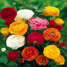 Ranunculus Assorted