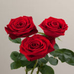 Roses Freedom (3 stems)