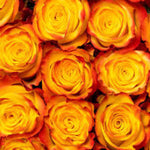 Roses High Magic (3 stems)