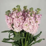 Matthiola Light Pink