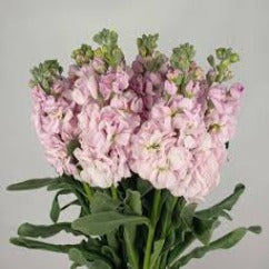 Matthiola Light Pink