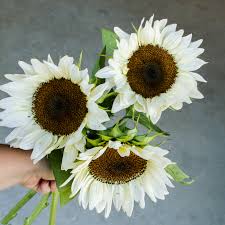 Sunflower White