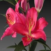 Lily (oriental) Red Scented