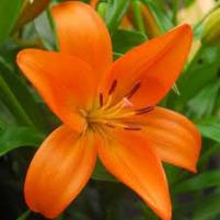 Lily Orange ( Asiatic No scent)