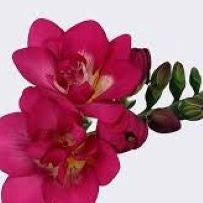 Freesia Marianne