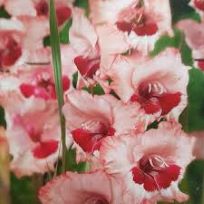 Gladioli Wine and Roses