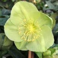 Hellebore Green