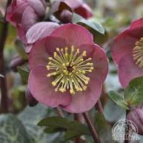 Hellebore Smokey Pink