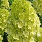 Hydrangea Paniculata Green