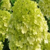 Hydrangea Paniculata Green