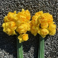 Daffodil Double Orbit