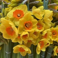 Daffodil Yellow Orange Centre
