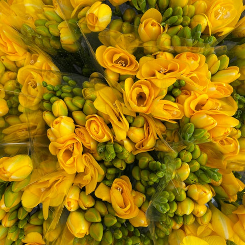 Freesia Yellow